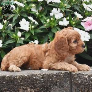 Oliver, Cavapoo Puppy